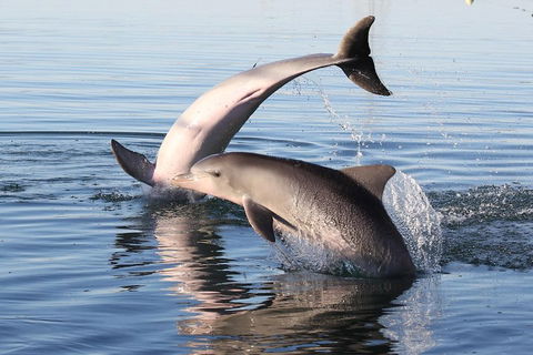 Kayak Tour In Adelaide Dolphin Sanctuary - Tourism Brisbane 5