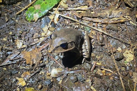 Evening Rainforest & Glow Worm Experience - Tourism Brisbane 1