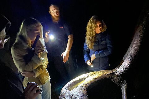 Evening Rainforest & Glow Worm Experience - Tourism Brisbane 2