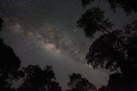 Evening Rainforest & Glow Worm Experience - Tourism Brisbane 4