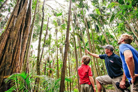 Natural Bridge & Springbrook Waterfalls Tour + Hot Air Balloon With Breakfast - Tourism Brisbane 5