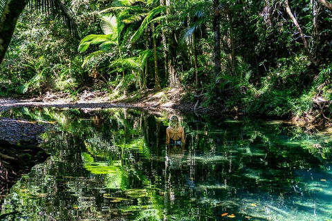 Daintree And Cape Tribulation Full Day Guided Tour - Tourism Brisbane 1