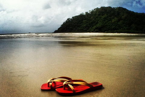 Daintree And Cape Tribulation Full Day Guided Tour - Tourism Brisbane 4