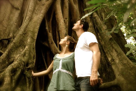 Daintree And Cape Tribulation Full Day Guided Tour - Tourism Brisbane 5