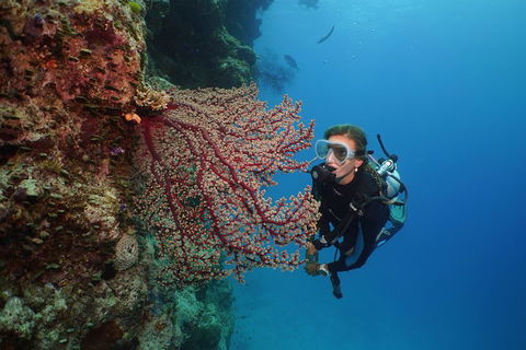 Silversonic Outer Great Barrier Reef Dive And Snorkel Cruise From Port Douglas - Tourism Brisbane 0