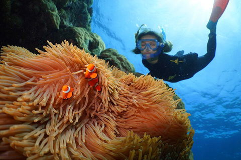 Silversonic Outer Great Barrier Reef Dive And Snorkel Cruise From Port Douglas - Tourism Brisbane 3
