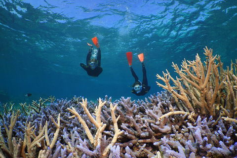 Silversonic Outer Great Barrier Reef Dive And Snorkel Cruise From Port Douglas - Tourism Brisbane 4