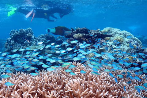 Silversonic Outer Great Barrier Reef Dive And Snorkel Cruise From Port Douglas - Tourism Brisbane 5