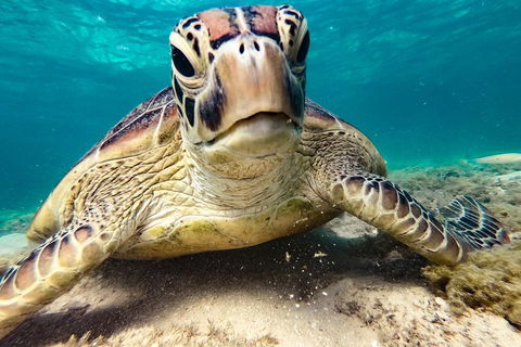 Sail, Snorkel, SUP & Kayak Charter Whitsundays - Tourism Brisbane 0
