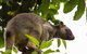 Cairns & Port Douglas All-Inclusive 7 Days Touring Package - thumb 3
