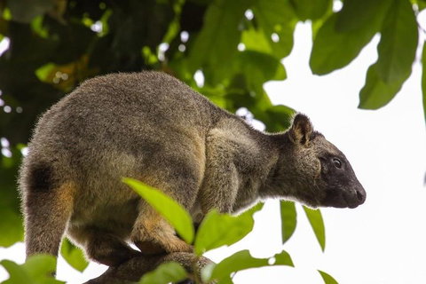 Cairns & Port Douglas All-Inclusive 7 Days Touring Package - Tourism Brisbane 3
