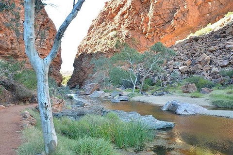 Alice Springs, Uluru Ayers Rock & Kings Canyon 8 Days Touring Package - Tourism Brisbane 2