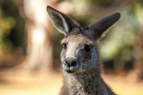 Port Arthur And Tassie Devils Active Day Tour From Hobart - Tourism Brisbane 2