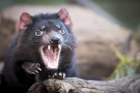 Port Arthur And Tassie Devils Active Day Tour From Hobart - Tourism Brisbane 3