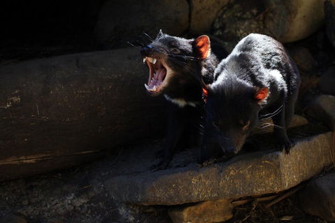 Port Arthur And Tassie Devils Active Day Tour From Hobart - Tourism Brisbane 4