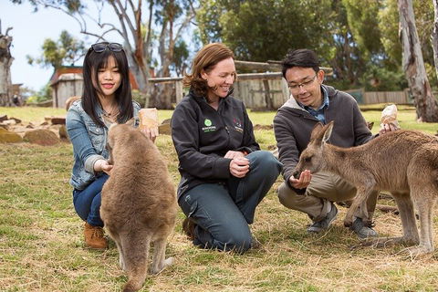 Bonorong Wildlife Park And Richmond Afternoon Tour From Hobart - Tourism Brisbane 1