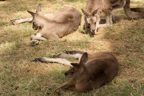 Bonorong Wildlife Park And Richmond Afternoon Tour From Hobart - Tourism Brisbane 3