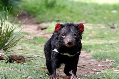 Bonorong Wildlife Park And Richmond Afternoon Tour From Hobart - Tourism Brisbane 4