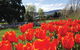 Hobart Half-Day Sightseeing Coach Tram Tour - thumb 4
