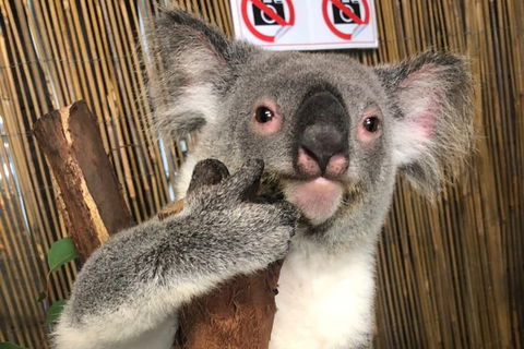 Kuranda Tour Deluxe Course With Kuranda 3 Zoos Or Free Course - Tourism Brisbane 0