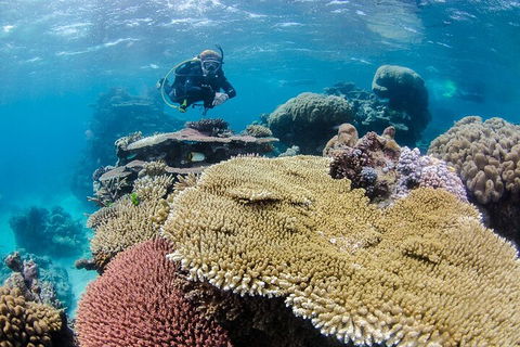 Silverswift Outer Great Barrier Reef Dive And Snorkel Cruise From Cairns - Tourism Brisbane 5