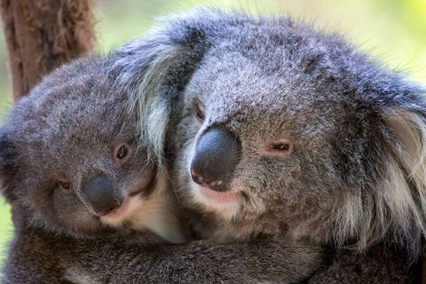 Half-Day Or Full-Day Tour With Private Guide From Melbourne - Tourism Brisbane 1