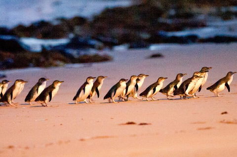 Half-Day Or Full-Day Tour With Private Guide From Melbourne - Tourism Brisbane 5