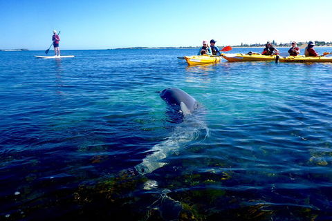 Penguin And Seal Islands Sea Kayaking Experience - Tourism Brisbane 0