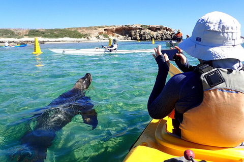 Penguin And Seal Islands Sea Kayaking Experience - Tourism Brisbane 2
