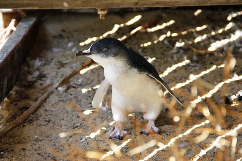 Penguin And Seal Islands Sea Kayaking Experience - Tourism Brisbane 3