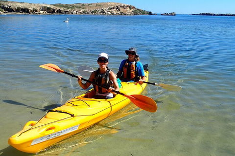 Penguin And Seal Islands Sea Kayaking Experience - Tourism Brisbane 5