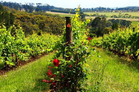 Mornington Peninsula Sightseeing Tour For 2-6 Guests. - Tourism Brisbane 3