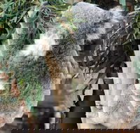Private Blue Mountains and Wildlife Park Tour from Sydney with Barbecue Lunch - Tourism Brisbane