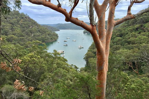 Shore Excursion: Sydney's Northern Beaches & Ku-ring-gai National Park Bus Tour - Brisbane 4u 1
