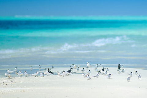 Private Coral Cay Bubbles Tour - Tourism Brisbane 2