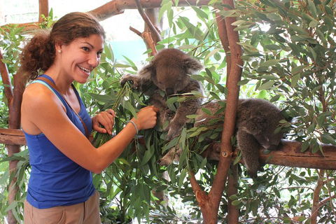 Pinnacles Desert, Koalas And Sandboarding 4WD Day Tour From Perth - Tourism Brisbane 5