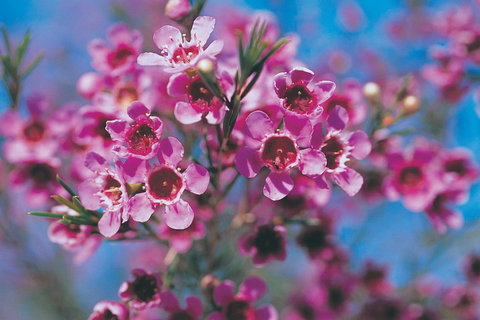Best Of Perth Wildflower Season Day Trip - Tourism Brisbane 1
