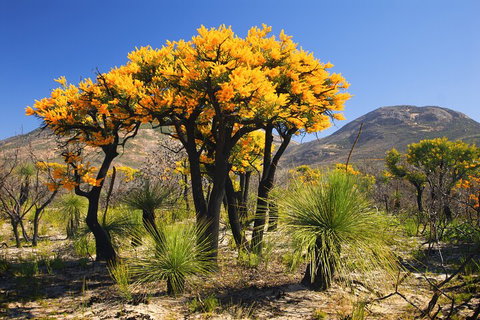 Best Of Perth Wildflower Season Day Trip - Tourism Brisbane 3