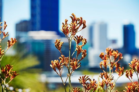 Best Of Perth Wildflower Season Day Trip - Tourism Brisbane 4