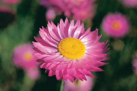 Best Of Perth Wildflower Season Day Trip - Tourism Brisbane 5
