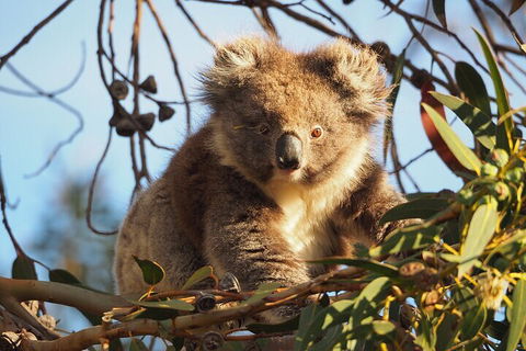 2-Hour Koala Walking Tour In Kangaroo Island - Tourism Brisbane 0