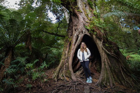 Great Ocean Road Small-Group Ecotour From Melbourne - Tourism Brisbane 4