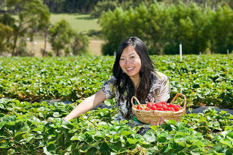 Mornington Peninsula Small Group Day Tour - Tourism Brisbane 4