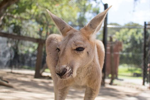 Currumbin Wildlife Sanctuary General Entry Ticket - Tourism Brisbane 2