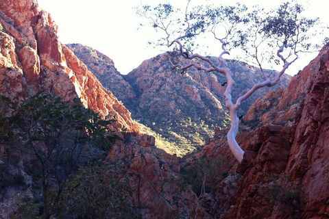 West MacDonnell Private Tour With Transfer - Tourism Brisbane 3