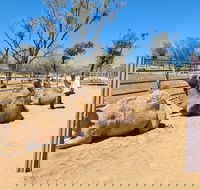 West MacDonnell Ranges Half-Day Small-Group Tour with Camel Ride - Tourism Brisbane