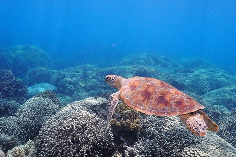 Calypso Outer Great Barrier Reef Cruise From Port Douglas - Tourism Brisbane 2