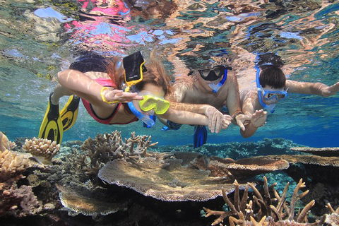 Calypso Outer Great Barrier Reef Cruise From Port Douglas - Tourism Brisbane 3