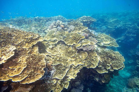 Cruise To Moore Reef Pontoon And Return Helicopter Flight From Cairns - Tourism Brisbane 5
