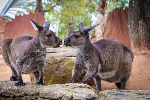 Sydney Attractions Pass: SEA LIFE Aquarium, Sydney Tower Eye, WILD LIFE Zoo And Madame Tussauds - Brisbane Tourism 5